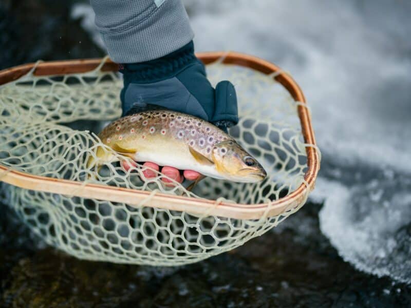 Où pêcher la truite en Savoie ?