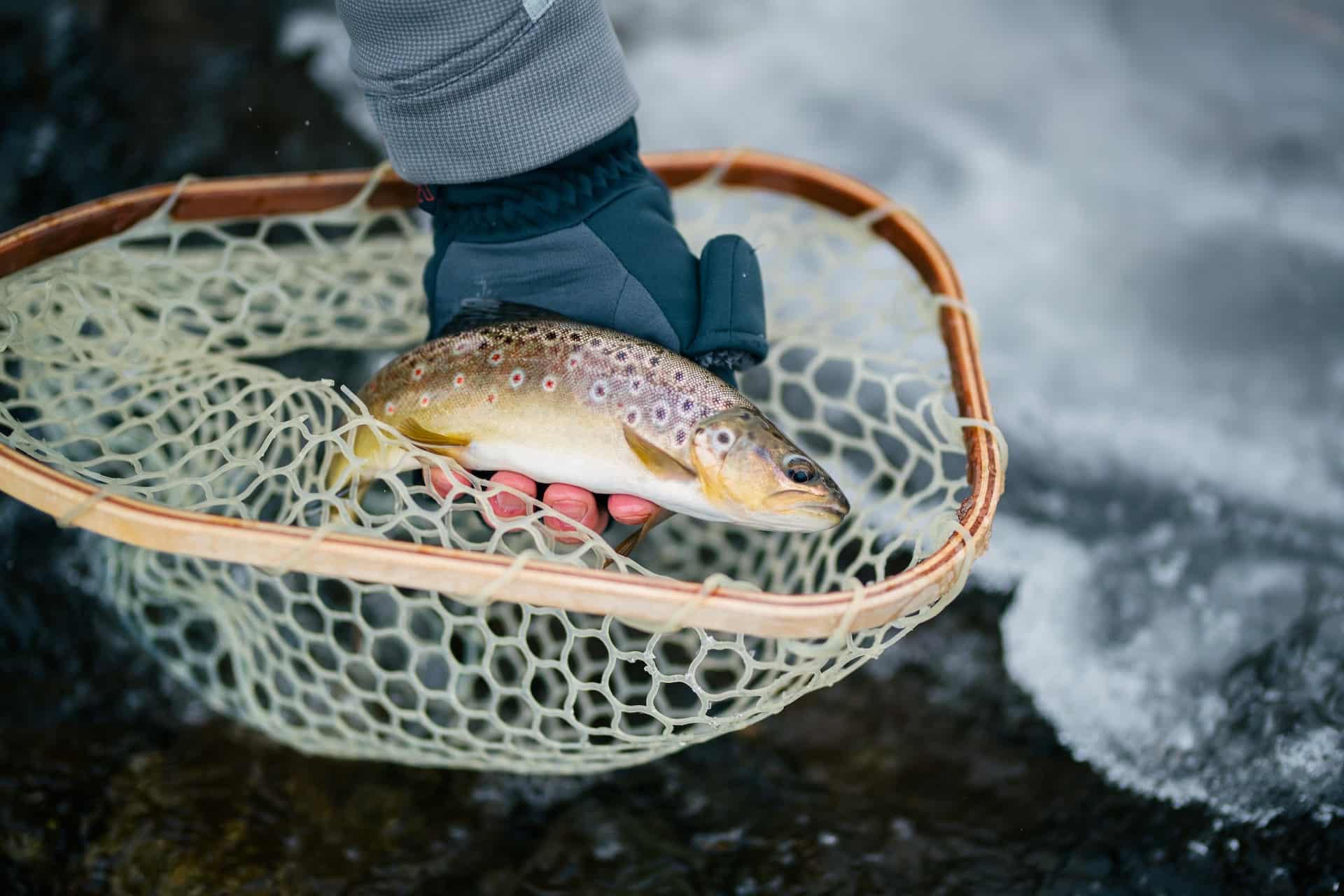 Où pêcher la truite en Savoie ?